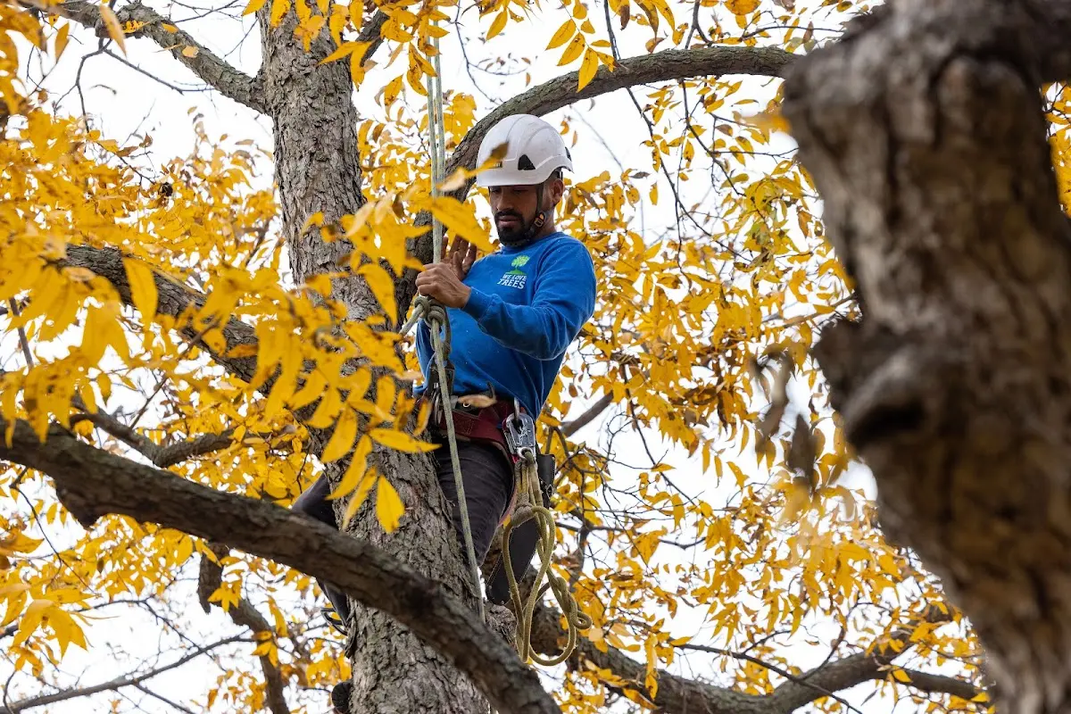 Skilled Tree Planing crew working in Litchfield