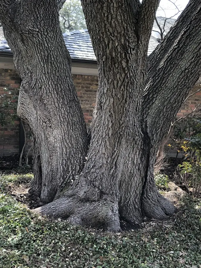 Mature heritage tree close to a Litchfield property cared for by certified arborists